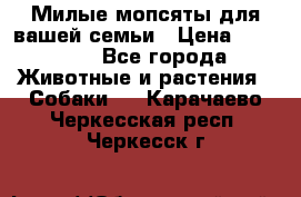 Милые мопсяты для вашей семьи › Цена ­ 20 000 - Все города Животные и растения » Собаки   . Карачаево-Черкесская респ.,Черкесск г.